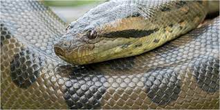 Anaconda ini hidup di sekitar. Ular Terbesar Yang Pernah Ditemukan Di Dunia Lebih Gede Dari Anaconda Hollywood Dream Co Id