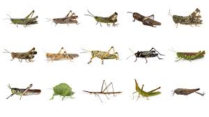 Shop all your favorite styles including nike, under armour, majestic, new era, 47 brand welcome to the official online store of the greensboro grasshoppers, the class a. Learn Grasshopper Types In English Types Of Grasshoppers English Names Of Grasshopper Species Youtube