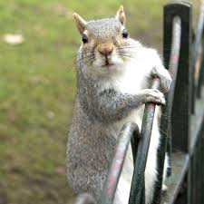 Image result for squirrel