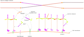 The general structure of basement membrane has been well characterized (fig. Engineered Basement Membranes From In Vivo Considerations To Cell Based Assays Integrative Biology Rsc Publishing Doi 10 1039 C8ib00138c