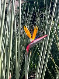 Image result for Strelitziaceae