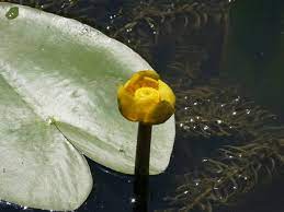 Maybe you would like to learn more about one of these? Ninfea Nuphar Lutea Piante Acquatiche Vivaio