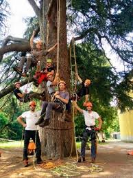 Pettorale camp safety golden chest. Tree Climbing Corso Di Formazione Arrampicata Sugli Alberi