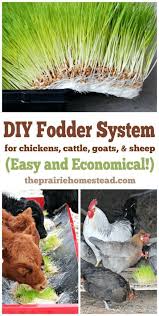 Diy Futtersystem Fur Tiere Einfach Und Wirtschaftlich Hinterhofhuhner Huhner Im Garten