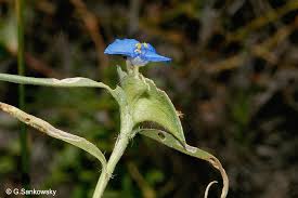Image result for Commelina nyasensis