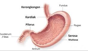 Gambar lengkap sistem pencernaan pada manusia : Sistem Pencernaan Pada Manusia Penjelasan Singkat Padat Salamadian
