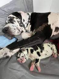 Humane society of southwest missouri: Great Dane Puppies For Sale In Missouri Great Danes Of The Ozarks