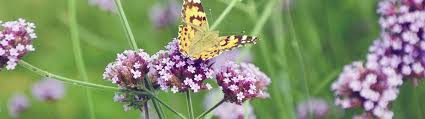 As they travel from flower to flower, they also pollinate them, enabling them to set seed or bear fruit. Planting For Bees Butterflies Garden Tips Beetham Nurseries
