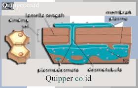 Perhatikan gambar struktur dinding sel di samping bagian bertanda x berfungsi menghubungkan sel yang satu dengan sel lain bagian tersebut dinamakan. Fungsi Dinding Sel Tumbuhan Pengertian Bagian Jenis Dan Komponen