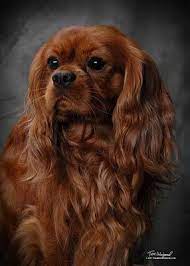 3 cavalier king charles spaniel puppies at the feet of kristen davis kristin did a puppy rescue once, who gave birth to another 3 cavalier king charles spaniel puppies. Our Boys King Spaniel Cavalier King Spaniel Cavalier King Charles Spaniel