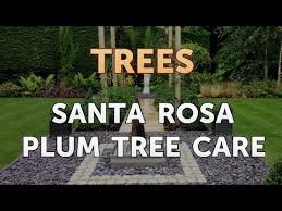 A santa rosa plum tree starts producing fruit when it reaches 3 to 5 years of age. Santa Rosa Plum Tree Care Youtube
