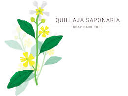 Image result for Quillaja saponaria