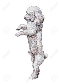 Dog has a lame back left leg. Shihtzu Is Standing On Back Legs Stock Photo Picture And Royalty Free Image Image 21602971