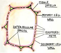Maybe you would like to learn more about one of these? Plant Cell Definition Structure Types The Virtual Notebook