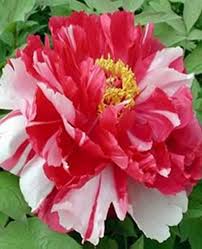 All our beautiful arrangements are designed and created by our dedicated team of floral artists here at ruckley in rural shropshire. Tree Peony Varieties Paeonia Suffruticosa For Sale Online Uk