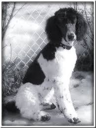 Black And White Standard Poodle Puppy Pin By Bn Heard On Poodles Other Dogs Pretty Poodles Poodle Puppy Poodle Dog