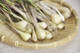 らっきょうを栽培してみよう 初心者でも簡単に育てられる野菜 シュフーズ