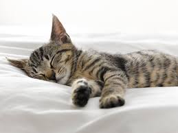 Could i have a copy, please? Where Should My Kitten Sleep