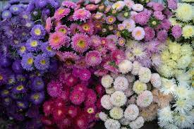 Pin On Bouquets