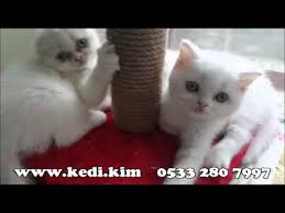 Satilik Kedi Yavrulari 05323438041 Youtube