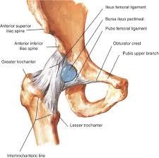 The occurrence of iliac crest pain is not such a common phenomenon among the general population. Iliopsoas Tendinopathy Springerlink