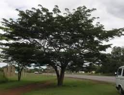 Image result for Cordyla