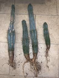 Large cactus has larger needles, but it has smaller ones as well. What Should You Do If You Fall Into A Cactus Quora