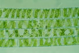 We did not find results for: Spirogyra Sp Green Alga Lm Search Science Photo Library