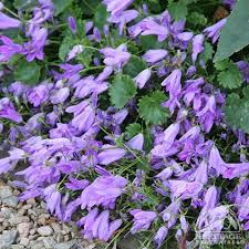 Plant Profile For Campanula Birch Hybrid Dwarf Bellflower Perennial Perennials Tiny Plants Plants