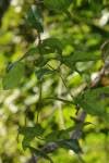Image result for Secamone parvifolia