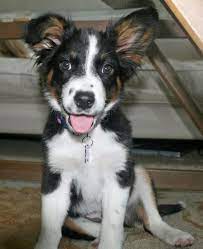 Maybe you would like to learn more about one of these? Looks Just Like Our Baby Girl Australian Shepherd Mix Puppies Border Collie Mix Puppies Border Collie Mix