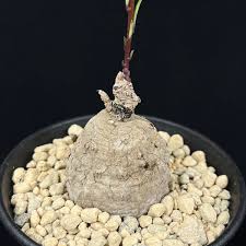 Image result for Ipomoea welwitschii