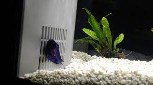 My Betta Likes To Nap In The Suction Of The Filter Intake He Has Plenty Of Other Napping Spots And The Suction Isn T Too Difficult For Him To Escape At All Is