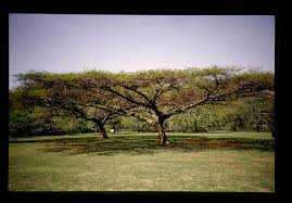Image result for Acacia abyssinica
