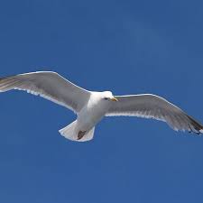 Check spelling or type a new query. Ø§Ù„ÙØ§Ø±Ø³ Ù†ÙˆØ±Ø³ Youtube