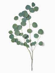 Silver Dollar Eucalyptus Silver Dollar Plant Silver Dollar Eucalyptus Wholesale Flowers