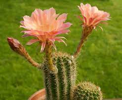 That depends to some extent on the species. Echinopsis Cactus X Aurora Cactus Bloom Plants