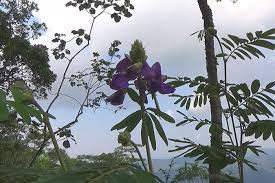 Image result for Tephrosia vogelii