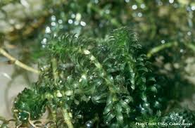 Image result for Hydrolea brevistyla