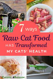 7 Ways Raw Cat Food Has Transformed My Cats Health Healthy Cat Food Raw Cat Food Diet Raw Cat Food Recipes
