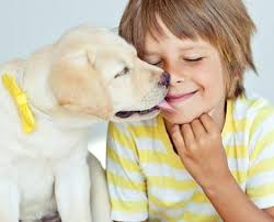 Educazione del Labrador