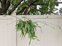 Image result for Oxypetalum