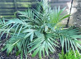Image result for Chamaedorea radicalis