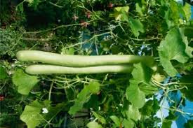 Image result for Lagenaria siceraria