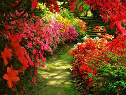 One of many great free stock photos from pexels. Flower Garden Backgrounds Wallpaper Cave