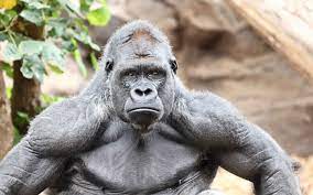 Our world is crawling with tons of strong animals, and following is a list of the top 10 strongest animals in the world. List Of Most Strongest Animal In The World Pets Nurturing