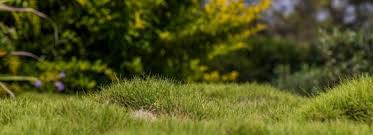 The average cost to seed a lawn ranges from $550 to $1,500 , with most homeowners spending about $900 on lawn seeding a 5,000 sq.ft lawn with kentucky bluegrass. How To Improve A Lumpy Lawn Milorganite