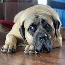 Old English Mastiff In 2020 Big Dog Breeds Dogs Big Dogs