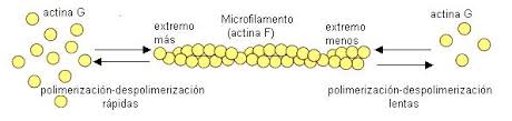 Resultado de imagen para microfilamentos