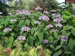 Hortensja miękkowłosa, hortensja omszona.wysyłka kurierska 22 zł.wpłata na konto lub 25 zł.pobranie. Hortensja Kosmata Sargentiana Hydrangea Aspera C2 Future Gardens
